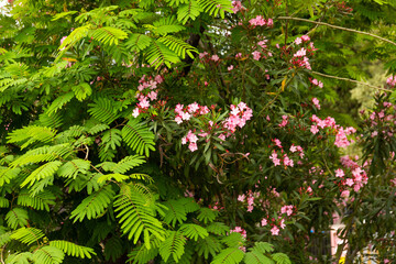 Blooming pink oleander flowers or nerium in garden. Selective focus. Copy space. Blossom spring,...