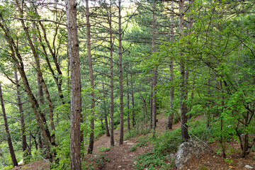 Wild mountain pine forest in Crimea. Trunks of trees.