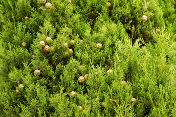 Mediterranean Cypress Young Foliage And Cones Cupressus Sempervirens Italian Cypress Tuscan Cypress...
