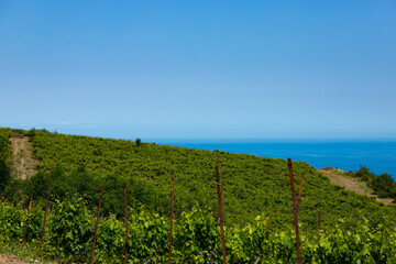 Obraz premium Rain clouds over mountains and a valley with a green vineyard.