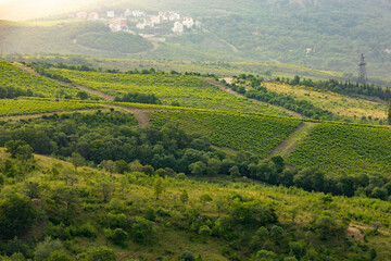 Vineyards in a mountain valley at sunrise.