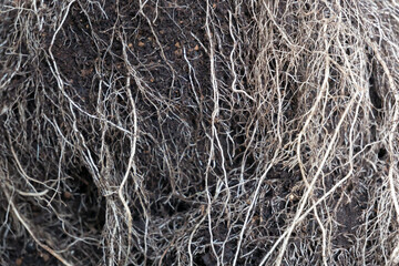 夏野菜の根っこ