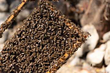 Close up view of the opened hive body showing the frames populated by honey bees. Honey bees crawl...