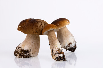 Cepes, forest, wild, mushrooms, Boletus edulis, on a white background. Copy space.