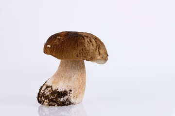 Cepes, forest, wild, mushrooms, Boletus edulis, on a white background. Copy space.