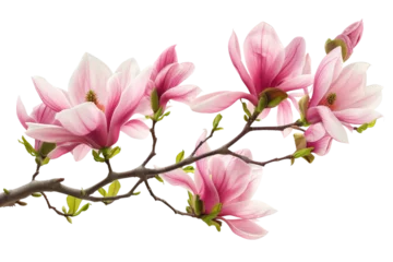 Foto op Canvas Pink Flowering Branch. A branch adorned with pink flowers stands out against a plain Transparent background, adding a pop of color to the scene. © Habiba