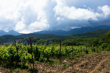 Fototapeta na wymiar Rain clouds over mountains and a valley with a green vineyard.