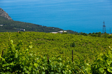 Rain clouds over mountains and a valley with a green vineyard.