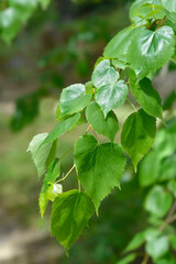 Mongolian lime leaves