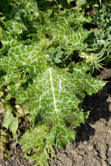 Milk thistle leaves