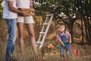 Adorable little toddler boy wearing blue jeans coverall with parents picking fresh apples in a...