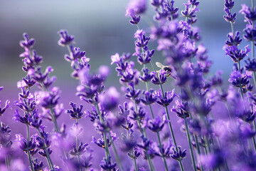 Fototapeta premium Lavender field close up. Lavender flowers in pastel colors at blur background. Nature background with lavender in the field.