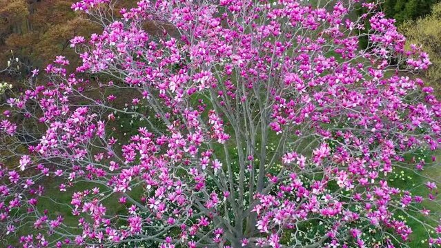 충청남도 태안 꽃밭의 다양한 종류의 다채로운 목련꽃