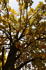 Autumn lanscape with oak grove in september