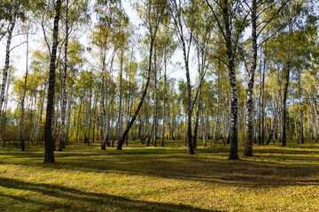 Autumn forest landscape of birch grove with bushes and trail.