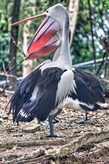 Port Douglas, Queensland, Australia