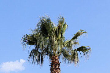 Hintergrund Urlaub im Süden - Palme vor strahlend blauem Himmel - mit Textfreiraum