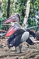 Port Douglas, Queensland, Australia