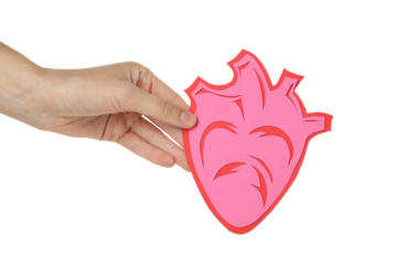 PNG, heart in human hand, isolated on white background.