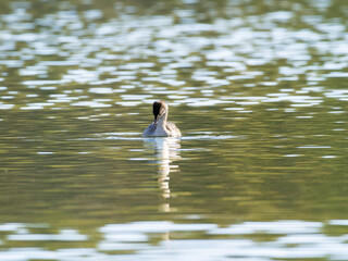 池を泳ぐカンムリカイツブリ