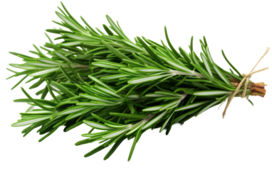 Close Up of Fresh Rosemary Sprig. A detailed view of a single sprig of rosemary, displaying its delicate leaves and woody stem. The herb is commonly used in cooking to add flavor to dishes.