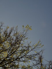 tree and sky