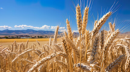 The golden ears of wheat sway in a light wind, like the waves of the Golden Ocean, enveloping
