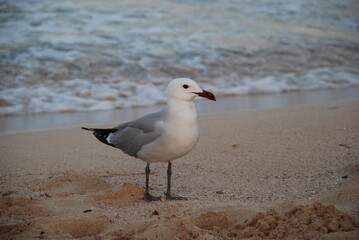 seagull on the beach