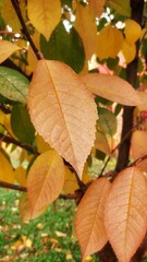 autumn leaves on the ground