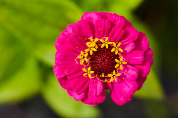 Wildblumen