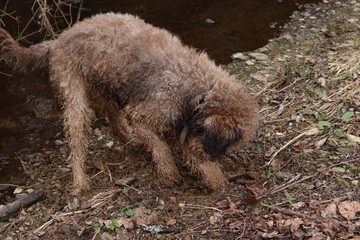 lagotto romagnolo digging next to a river