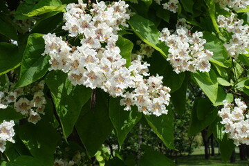 Blossom of Catalpa bignonioides tree in June
