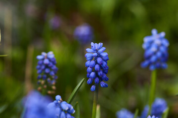 Hyazinthen im Kurpark von Bad Sassendorf, Frühjahr 2023