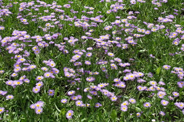 Ample amount of violet flowers of Erigeron speciosus in mid June