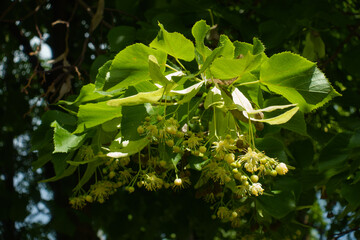 Fototapeta na wymiar Bloom of linden tree in mid June