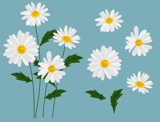 Daisy flower background.Eps 10 vector.