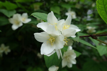 Close view of white flowers of Philadelphus coronarius in June
