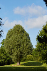 Obraz premium Stadtpark Soest, Kreis Soest, Juli 2023 