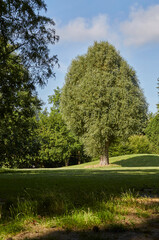 Stadtpark Soest, Kreis Soest, Juli 2023 
