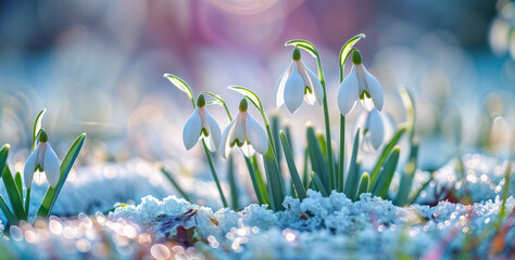 Snowdrop plant in the ground covered in snow. the beauty of nature resilience in the winter...