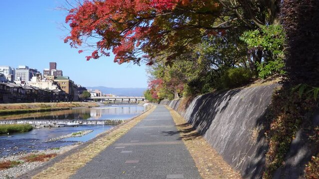 京都　鴨川の紅葉　四条大橋と三条大橋の中間付近