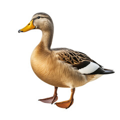 Obraz premium duck isolated on white