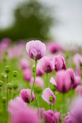 Fototapeta premium Lila Mohn, Mohnfeld in Bad Salzufeln, Juni 2023 
