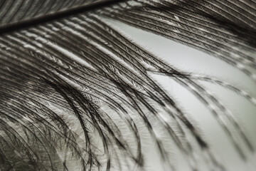 the gray pheasant feather closeup macro