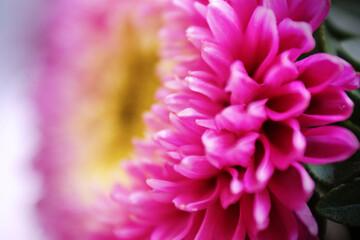 pink flower close-up chrysanthemum single flower