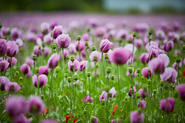Obraz premium Lila Mohn und Roter Mohn, Mohnfeld in Bad Salzufeln, Juni 2023 