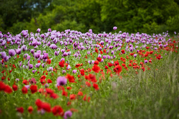 Obraz premium Lila Mohn und Roter Mohn, Mohnfeld in Bad Salzufeln, Juni 2023 