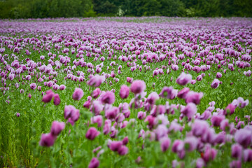 Lila Mohn und Roter Mohn, Mohnfeld in Bad Salzufeln, Juni 2023 
