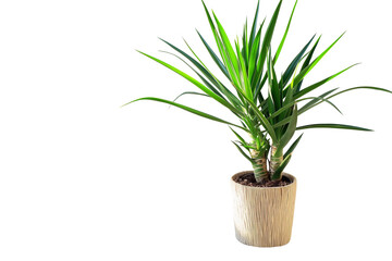 Yucca in a wooden Pot, Tropical houseplant on transparent background