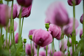 Lila Mohn und Roter Mohn, Mohnfeld in Bad Salzufeln, Juni 2023 
